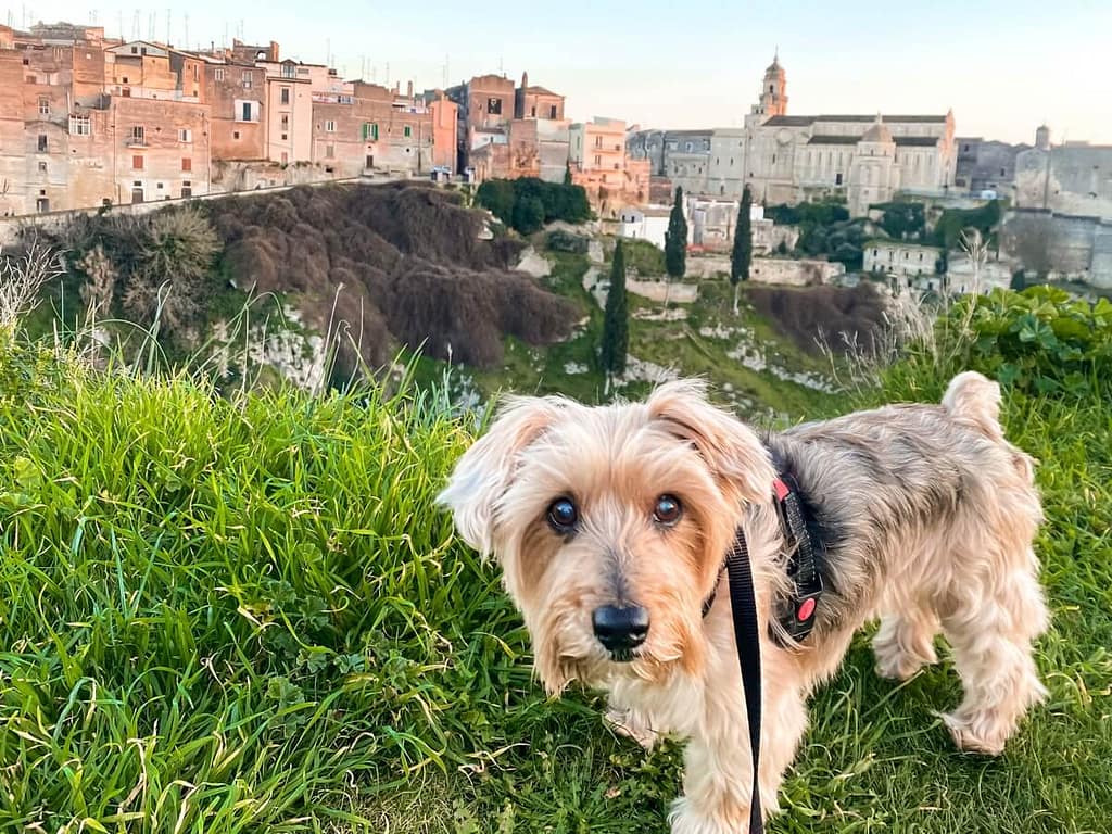 moving with a dog to italy